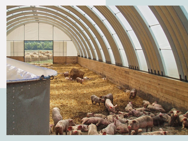 Строительство свинарников в Череповце